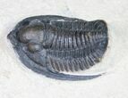 Cornuproetus Trilobite - Detailed Shell #10649-4